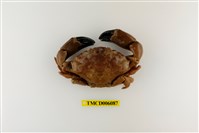 藏品(光手滑面蟹)的圖片